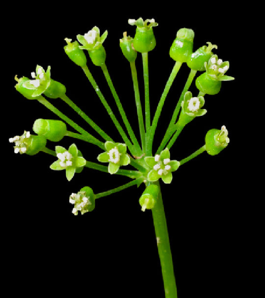 Panax Ginseng Extract