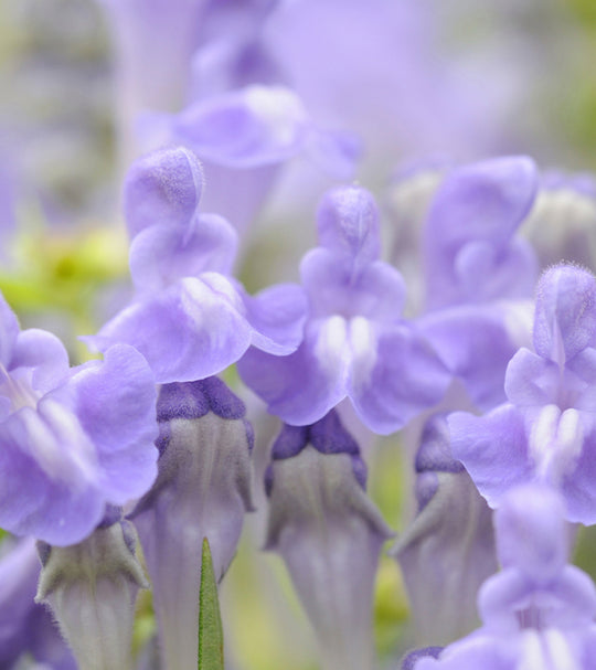 Skullcap Herb Powder