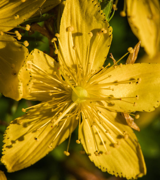 ST. JOHN'S WORT